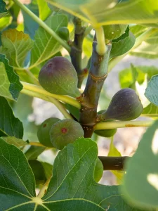 higos-ficus-carica-arbol-hojas